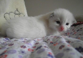 femelle blue bicolour RESERVEE18 jours - Chatterie Ragdolls du Val de Beauvoir